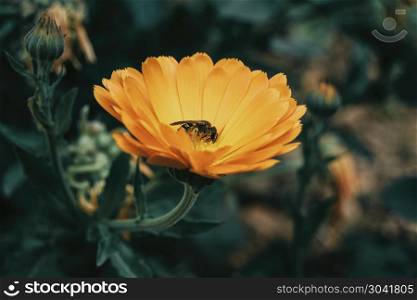 a bee catching pollen from an orange calendula
