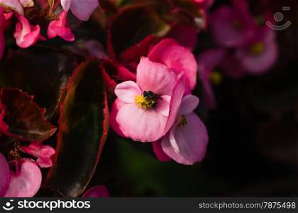 A bee collecting nectar from pink flower. bee and flower