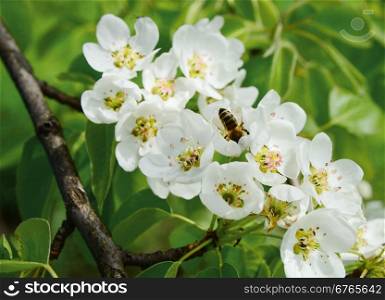 A bee collects nectar from white flowers of apple trees in the spring garden