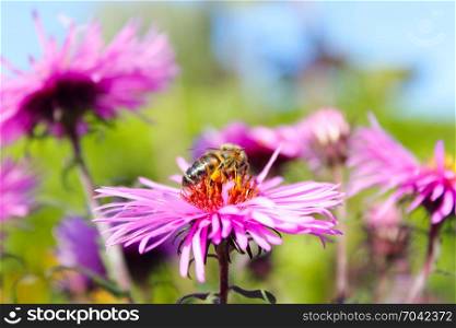 a bee collects nectar on the aster. a bee sits on the aster and collects nectar