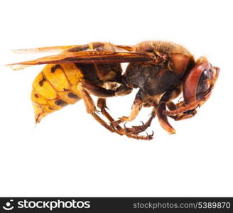 A bee extremely close up on white background