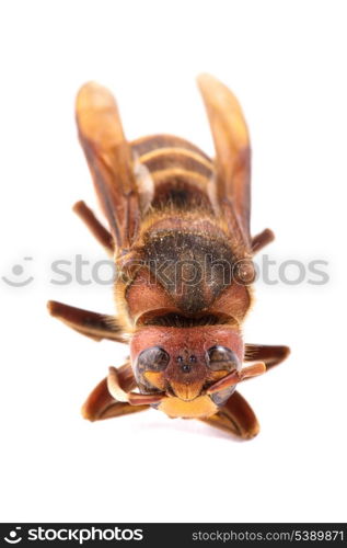 A bee extremely close up on white background