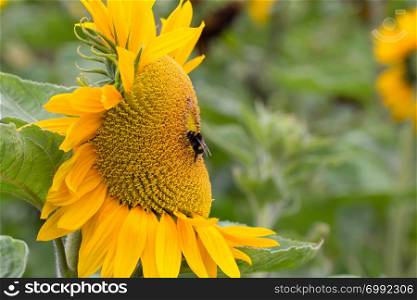 A bee feeding on the nectar of a sunflower