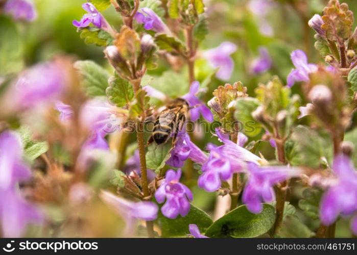 A bee flies between plants while collecting pollen from flowers. A small flower and a bee on it. Bee.. A bee flies between plants while collecting pollen from flowers. A small flower and a bee on it.