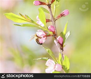 A bee gathers pollen from a cherry flower