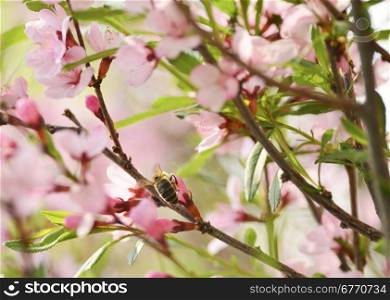 A bee gathers pollen from a cherry flower&#xA;