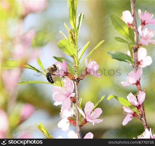 A bee gathers pollen from a cherry flower&#xA;