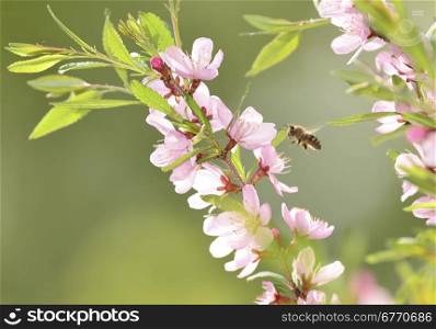 A bee gathers pollen from a cherry tree