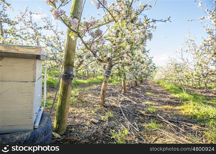 A bee hive is placed near pear trees in blossom during early spring.