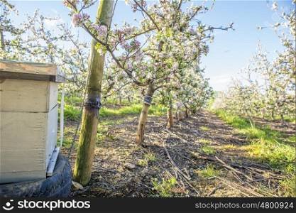 A bee hive is placed near pear trees in blossom during early spring.