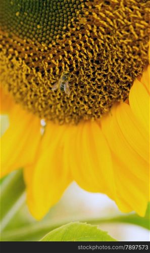 a bee probes around on a big sunflower