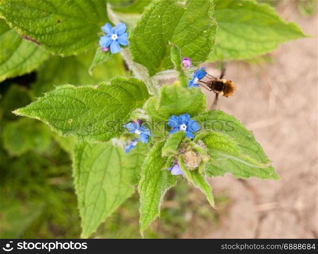 a bee seen side on collecting pollen from a small blue flower with big green leaves its wings moving in motion and its legs and stinger in view in spring
