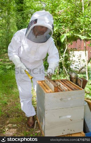 a beekeeper lifting a frame