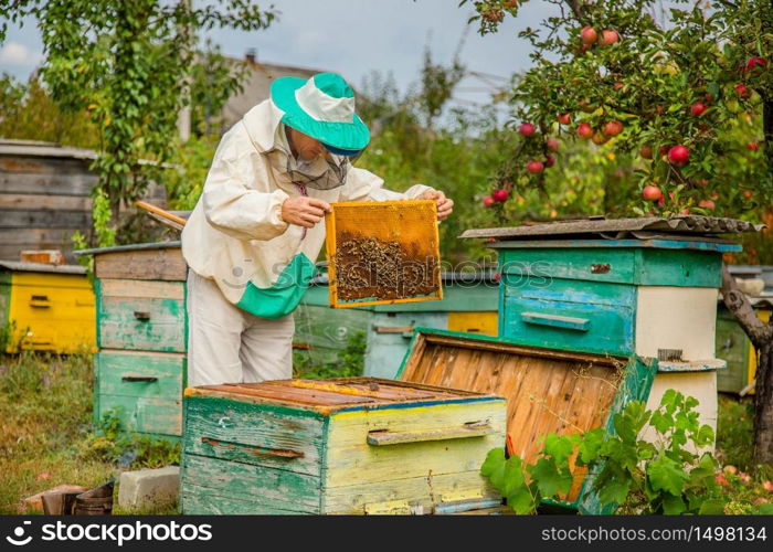 A beekeeper with a bee colony makes an inspection with his garden. Season of honey gathering.. A beekeeper with a bee colony inspects.