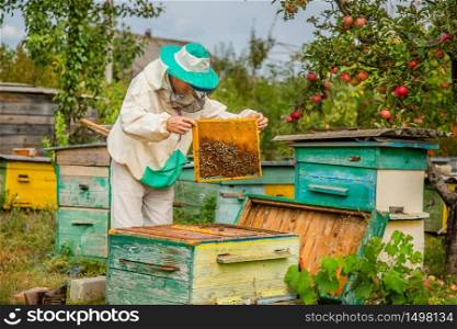 A beekeeper with a bee colony makes an inspection with his garden. Season of honey gathering.. A beekeeper with a bee colony inspects.