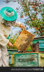 A beekeeper with a bee colony makes an inspection with his garden. Season of honey gathering.. A beekeeper with a bee colony inspects.
