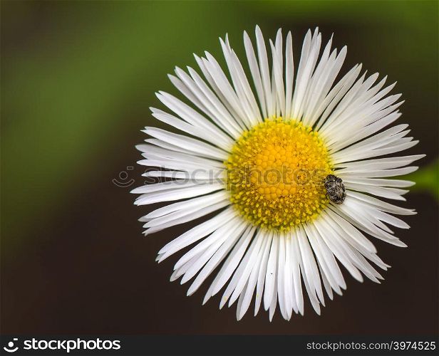 a beetle on the white daisy flower