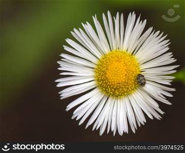 a beetle on the white daisy flower