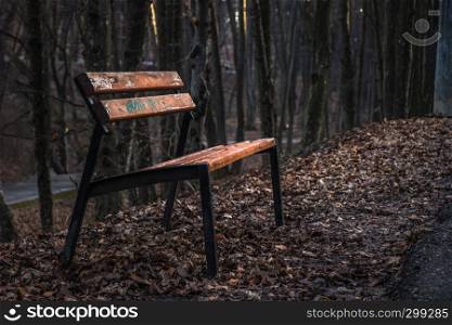 A bench in the forest scene