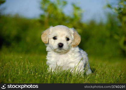 A Bichon Havanais puppy resting in the sun