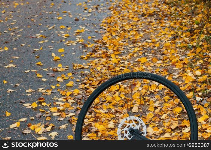 a Bicycle wheel on a background of yellow leaves, a Bicycle on a autumn background. a Bicycle on a autumn background, a Bicycle wheel on a background of yellow leaves