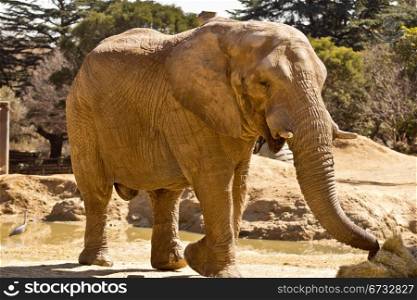 A big African elephant at a park in South Africa