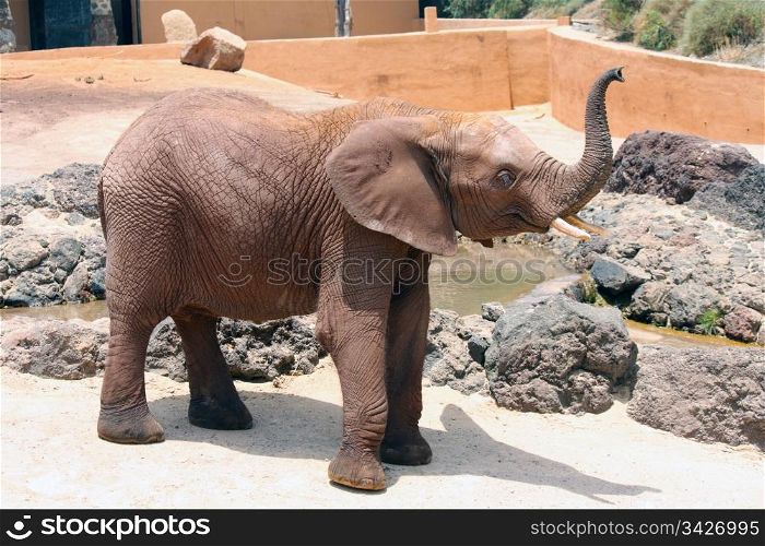 A big and lone elephant in a sunny day