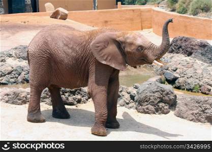 A big and lone elephant in a sunny day