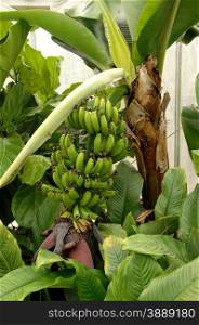 A big banana plant with big banana&rsquo;s growing in a greenhouse in HamiltonOntario, Canada.