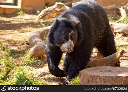 A big black bear strolling in a park in South Africa