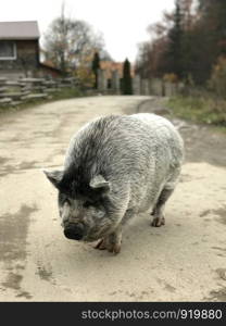 A big black pig walks down the village street.. A big black pig walks down the village street