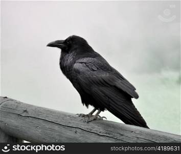 a big black wild raven sitting on a wood in a foggy morning