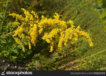 A big branch of yellow flowers on green background in the summer time.