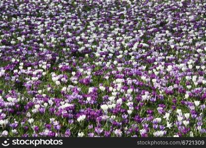 A big crocus field in early spring sunshine, flowers in purple, lila and white