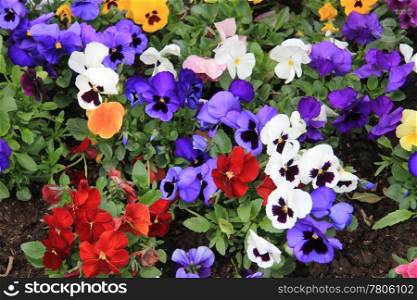 A big group of mixed colored pansies in dark soil