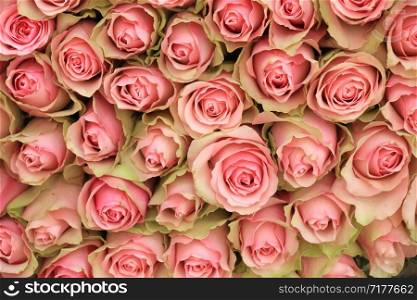 A big group of pink roses in a wedding decoration piece