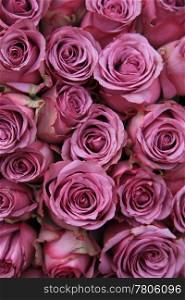 A big group of pink roses, perfect as a background