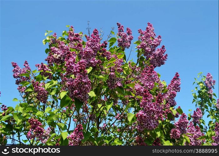 A big lilac bunch in the spring with the background of a bright beautiful sky.