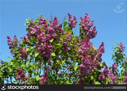 A big lilac bunch in the spring with the background of a bright beautiful sky.