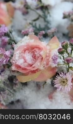 A big pink rose covered with snowflakes
