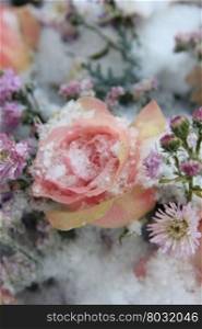 A big pink rose covered with snowflakes