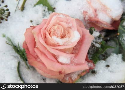 A big pink rose covered with snowflakes