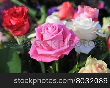 A big pink rose in closeup after a rainshower