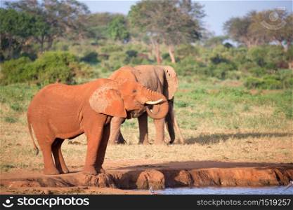A big red elephants in Tsavo East National Park. Big red elephants in Tsavo East National Park