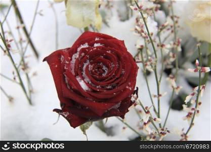 A big red rose, covered with snow
