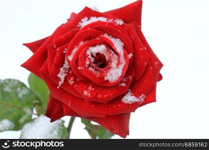a big red rose covered with snow