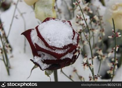 A big red rose, covered with snow