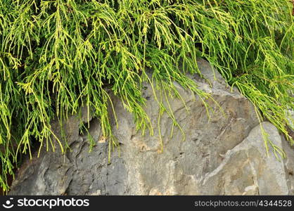 a big rock and plant , close up