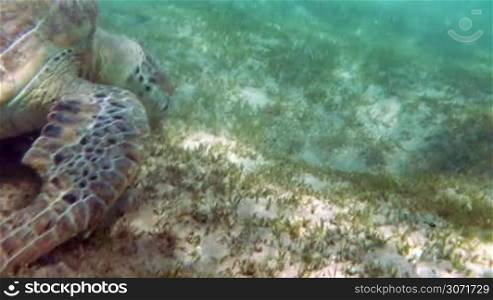 A big sea turtle is crawling at the bed and looking for something to eat.