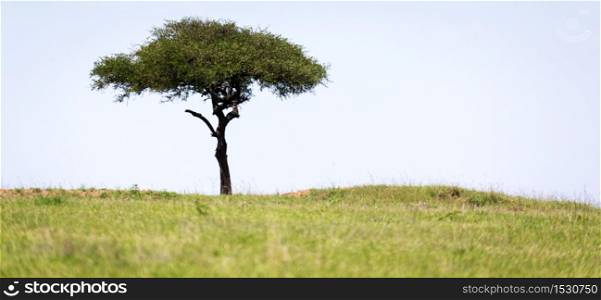 A big tree in the middle of the Kenyan savanna. Big tree in the middle of the Kenyan savanna